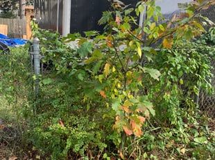 Bush Trimming by Andrew Perch for Scott L. in Worcester, MA