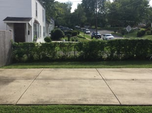 Bush Trimming by Terrence Hawkins for Ian B. in Falls Church, VA