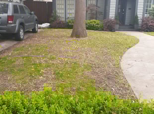 Leaf Removal by Rodrigo Uribe for Jack P. in Dallas, TX