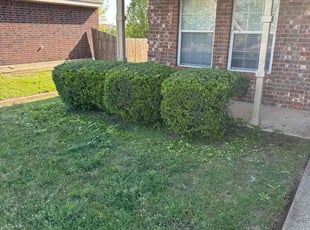 Bush Trimming by Brennen Dikes for James R. in Crowley, TX