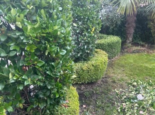 Bush Trimming by Richard Luiza Jr for Jess w. in Seattle, WA