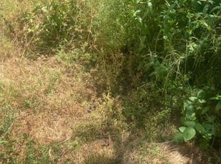 Bush Trimming by Dominique Stewart for Barbara C. in Portland, OR