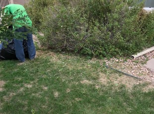 Bush Trimming by Jamill Pacheco for Brian V. in Colorado Springs, CO
