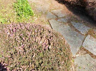 Cleanups by Jesus Padilla for Dae K. in Redmond, WA