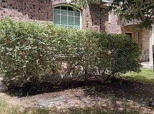 Bush Trimming by Gabriel Martinez for Donna S. in New Braunfels, TX