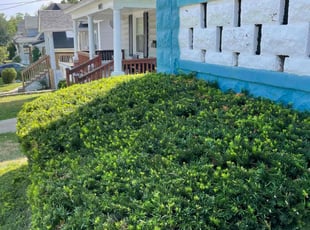 Bush Trimming by James Abernathy for Heather W. in Cincinnati, OH