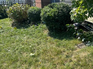Bush Trimming by Caitlin Benitez for Cindy O. in Glen Burnie, MD