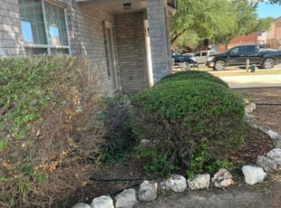 Bush Trimming by Daniel Mora for Keyne S. in Cibolo, TX