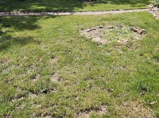 Leaf Removal by Alimber Osorto for Marie A. in Fort Washington, MD