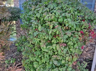 Bush Trimming by Eric Case for Sheri C. in McCordsville, IN