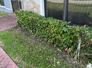 Bush Trimming by Michael Smith for Jessica G. in Margate, FL