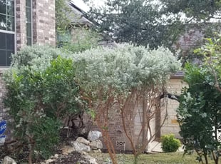 Bush Trimming by Jahaziel Sosa for Ahmad M. in San Antonio, TX