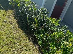 Bush Trimming by Shaun Waters for Jenica G. in St. Augustine, FL