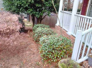 Bush Trimming by Lailani Jacobs for Nina J. in Wake Forest, NC