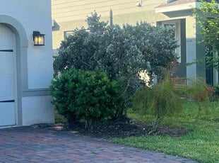 Weeding by Daniel Gonzalez for Kyann P. in Davenport, FL