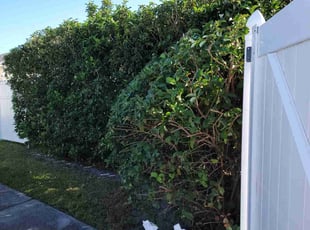 Bush Trimming by Permon Riggins for Kalana W. in Orlando, FL
