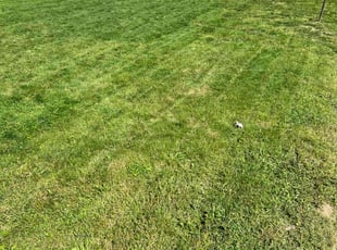 Connie P.'s Lawn Mowing Service service result