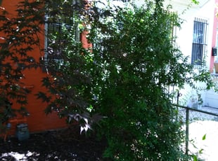 Bush Trimming by Aujuan Marshall for Jennifer G. in Washington, DC