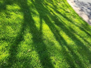 Jerry H.'s Grass Cutting service result
