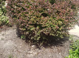 Bush Trimming by Allen Young for Dion J. in North Ridgeville, OH