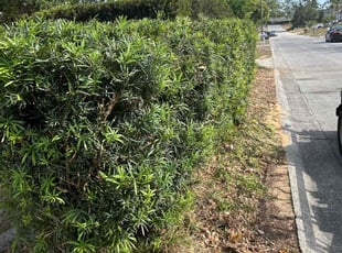 Bush Trimming by Patrick Paul for Nathaly T. in Clermont, FL