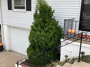 Bush Trimming by Judy Gonzalez for Jenna W. in Omaha, NE