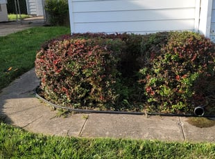 Bush Trimming by Matthew Dawson for Myrtle p. in Hamilton, OH