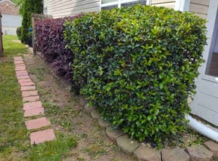 Bush Trimming by Arey Cooper for Renee J. in Atlanta, GA