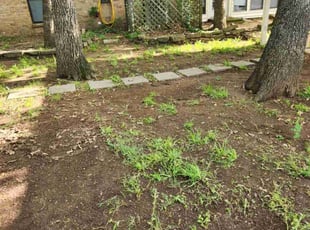 Leaf Removal by Remijia Slaughter for Michael L. in Arlington, TX