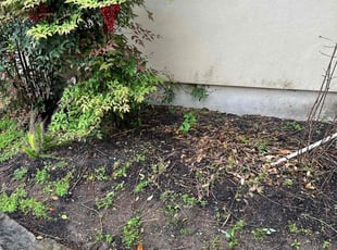 Bush Trimming by Brian Sky for Karen L. in San Antonio, TX