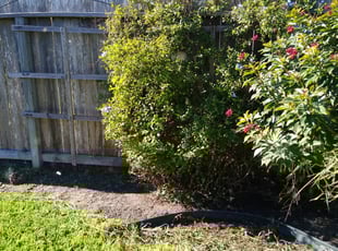 Weeding by John Delacruz for Ebony G. in Corpus Christi, TX