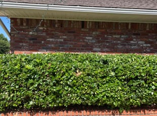 Justin M.'s Bush Trimming service result