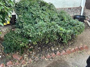 Bush Trimming by Jacob Gallegos for Chloe R. in La Cañada Flintridge, CA