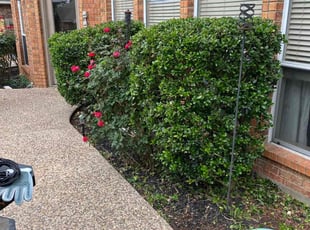 Bush Trimming by Lacy Dixon for George G. in San Antonio, TX