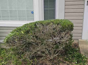 Bush Trimming by Terrence Hawkins for Monica L. in Waldorf, MD