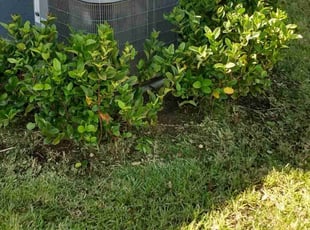 Weeding by Kenneth Mitchell for Maria S. in Parrish, FL