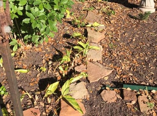 Leaf Removal by JaCoria Stewart for Kathy c. in Pearland, TX