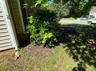 Bush Trimming by Quincy D. for Cornelius C. in Charlotte, NC