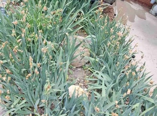 Weeding by William Beacham for Patrick R. in Wichita, KS