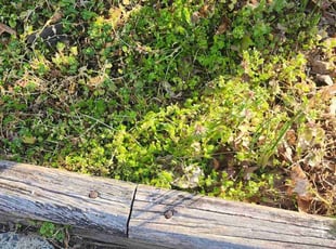 Weeding by Eric Brown for Jess G. in Clemmons, NC