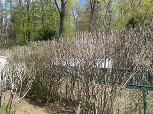 Bush Trimming by Walther MuΓ±oz for Shelley K. in Greenwich, CT