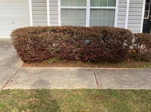 Klaire M.'s Bush Trimming service result