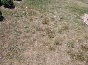 Weeding by Tom Davis for Sheryle C. in Denver, CO