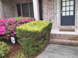 Bush Trimming by Rickey Mccoy for Dani C. in Dacula, GA