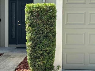 Bush Trimming by Robert Wynn for Sydney K. in Riverview, FL