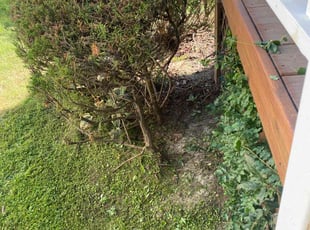 Bush Trimming by Brandon Russell for Deitre S. in Chesapeake, VA