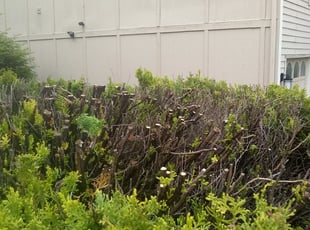 Bush Trimming by Brian Most for Dayna B. in Olathe, KS