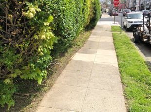 Bush Trimming by Malan Henley for Elaine W. in Philadelphia, PA