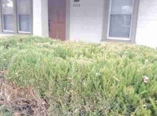 Bush Trimming by Chris Stewart for Tabari B. in Washington, DC