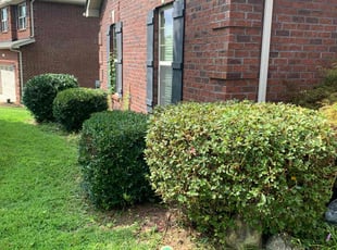 Bush Trimming by Sam Raniolo for Ben F. in Gastonia, NC
